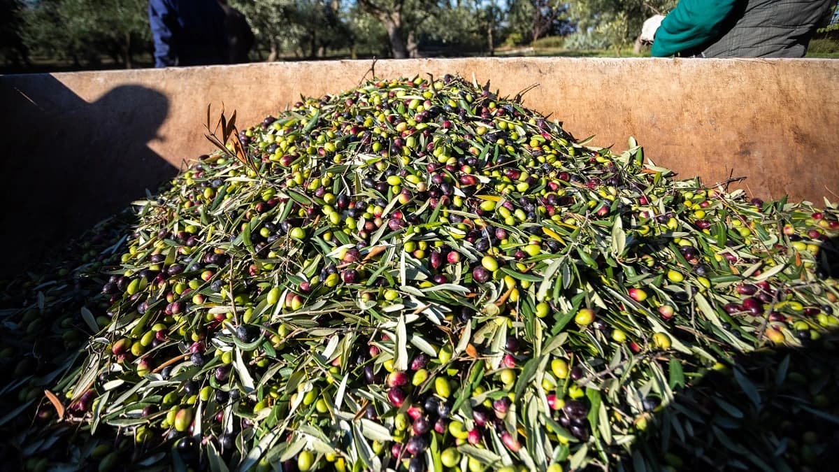 Ajloun Agriculture Inspects Oil Mills for Olive Harvest