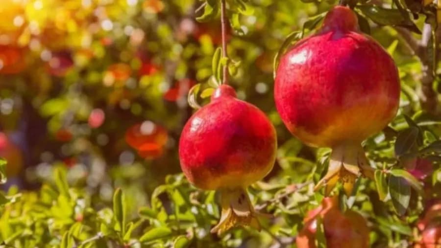 Zara'a Irbid Opens Pomegranate Festival Registration