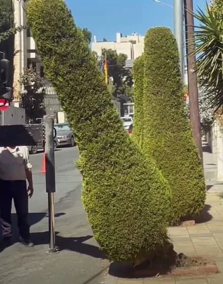 Al-Maliki outlines method for sidewalk trees