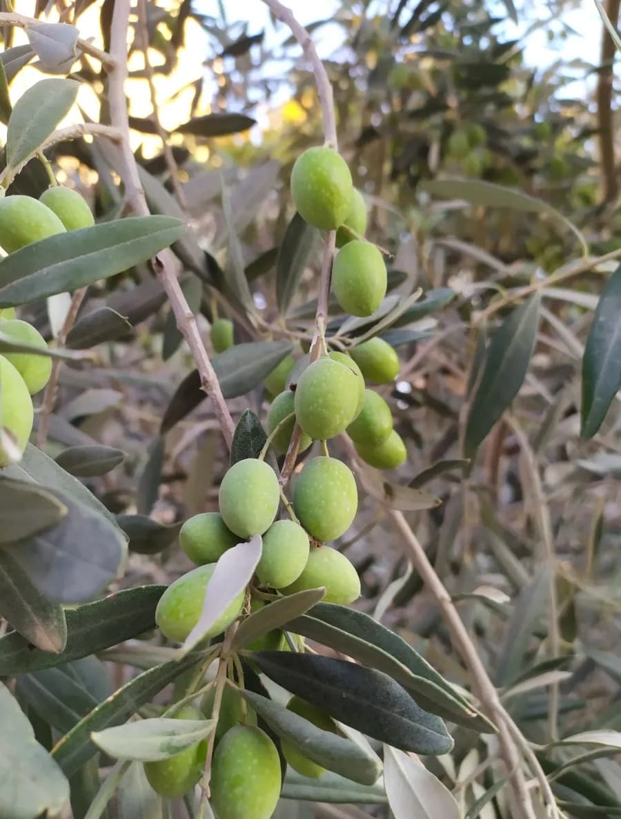Millers' Union urges two-week harvest delay