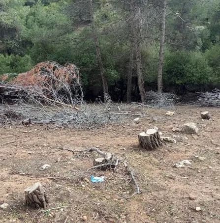 Tree-cutting in Wafi Al-Tal Forest prompts concern