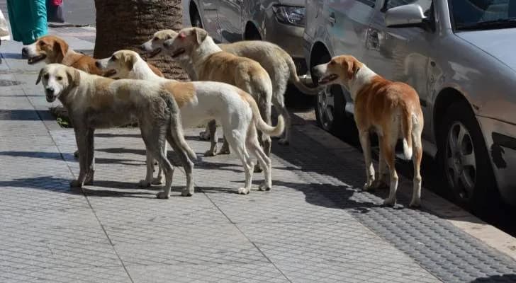 Ma'an launches campaign against stray dogs