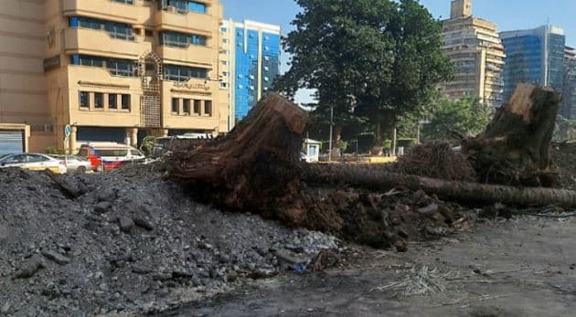 نقيب الزراعيين: قطع الأشجار لا يؤثر على تصدير الفحم