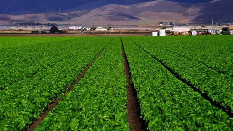 تطوير الريف المصري من حياة كريمة