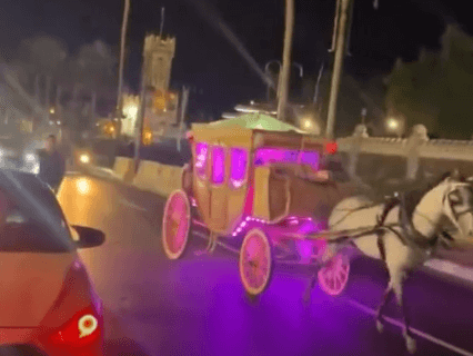 هربان حصان خلال زفاف في الإسكندرية