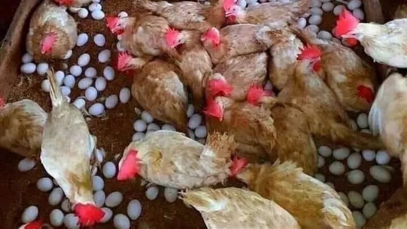 أسعار الدواجن اليوم الثلاثاء 13 أكتوبر