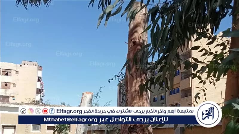 تحقيق مع مسؤولي مدرستين في سوهاج بسبب قطع الأشجار
