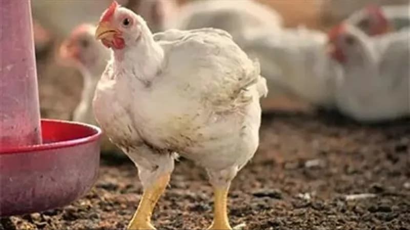 سعر الدواجن اليوم الأحد 18 أكتوبر