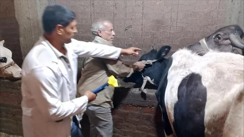 محافظ الدقهلية يعلن انتهاء حملة التحصين