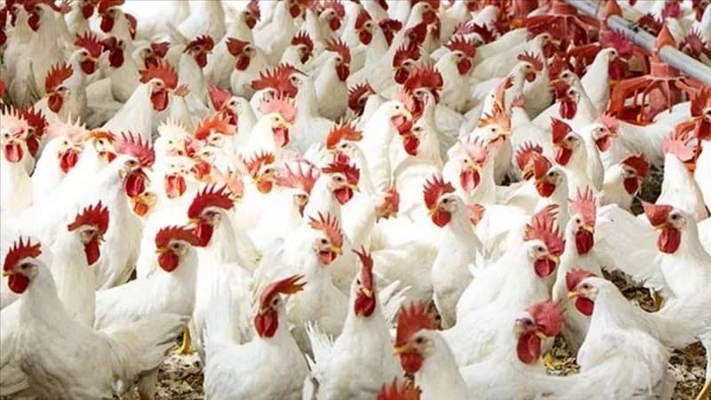 سعر الدواجن اليوم 22 أكتوبر