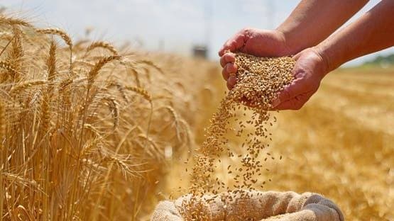 Lebanese wheat exports delayed to Jordan