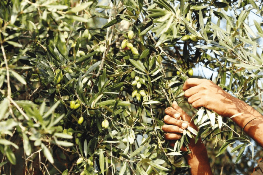 Al-Najdawi Calls to Halt Olive Picking for Two Weeks