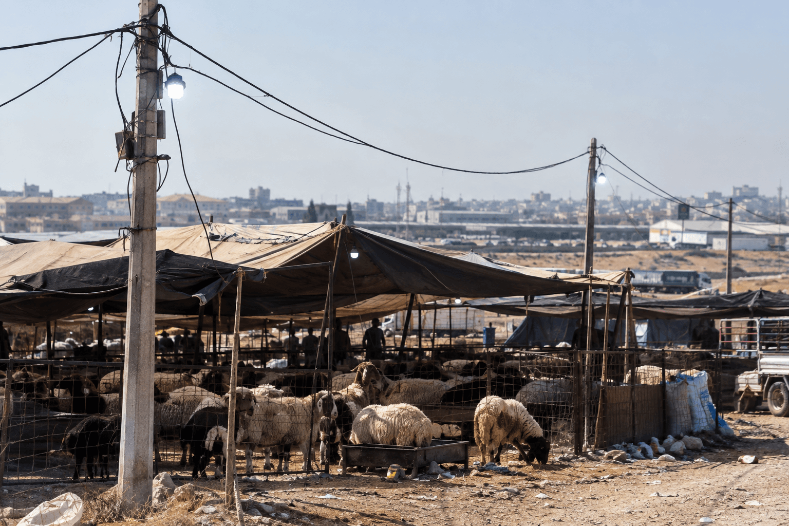 Halal Market in Radeef Under Investigation