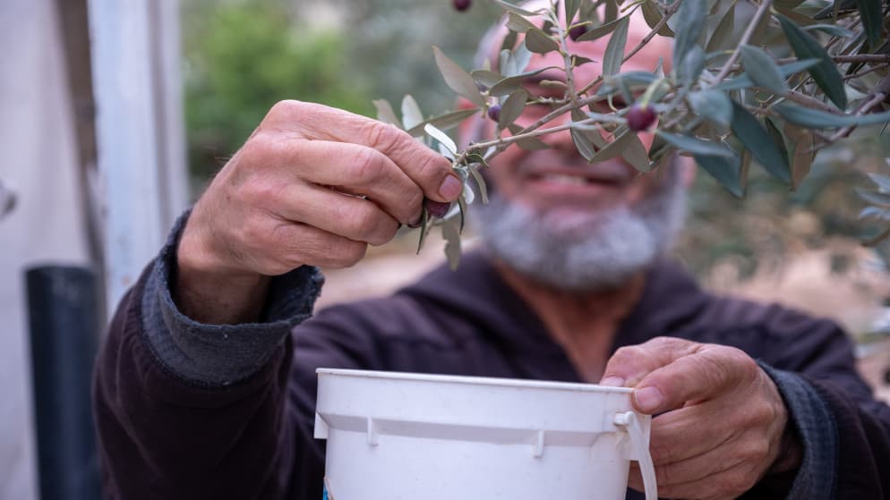 Olive oil prices set between 100-110 dinars