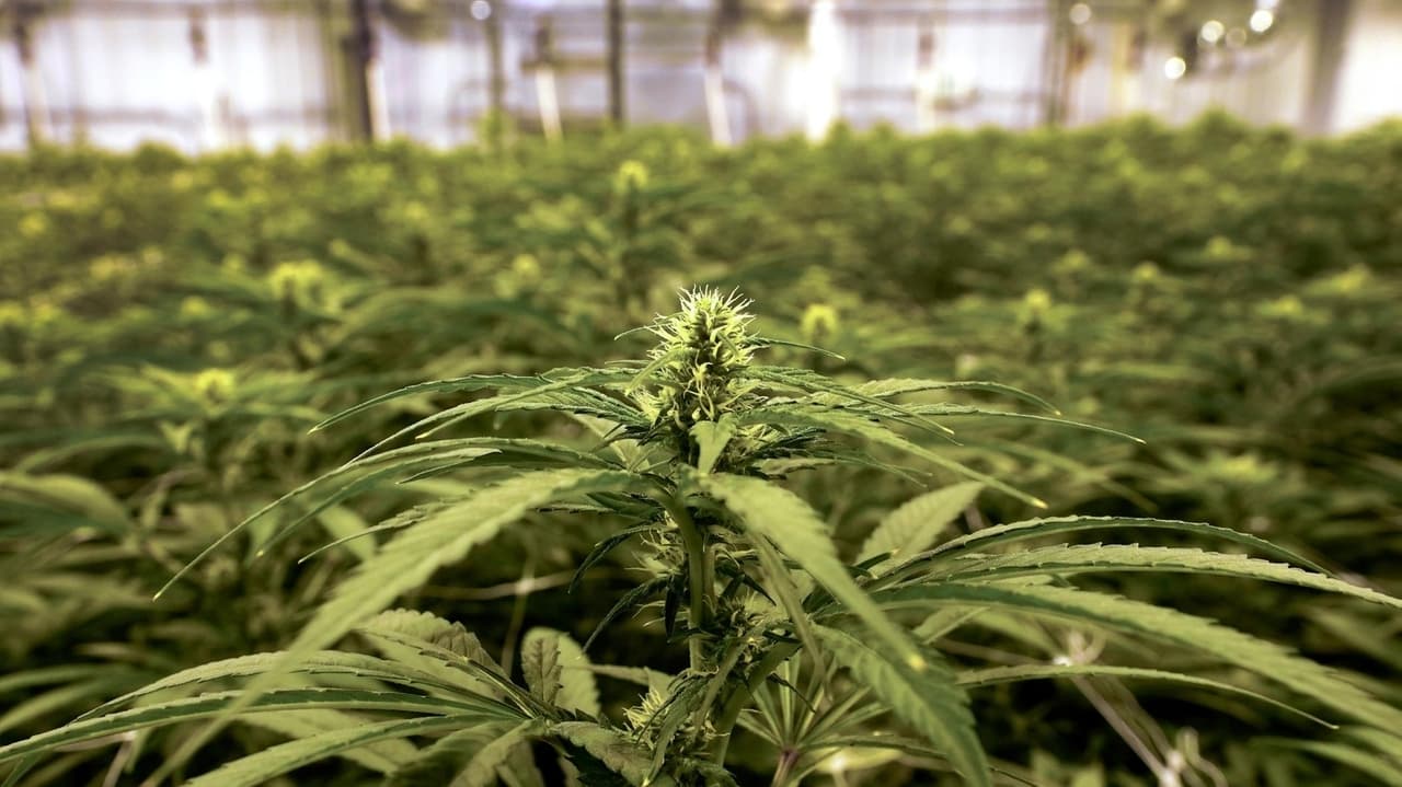 Rise in heroin and cannabis use among youth