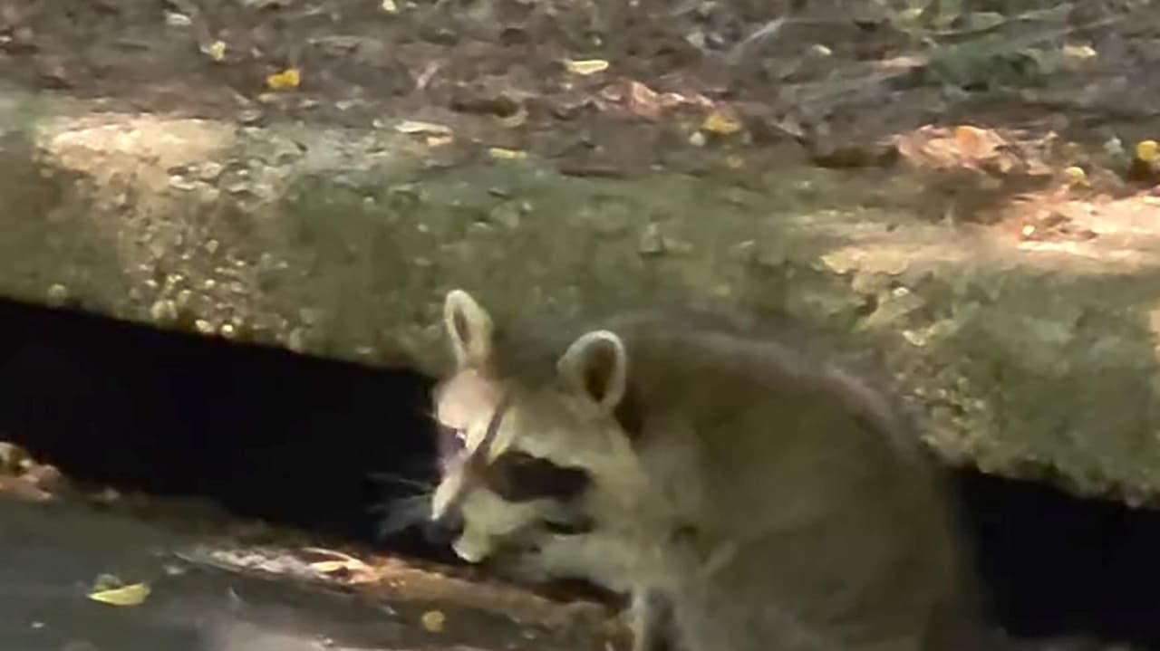 Rabies spreads in LI raccoons