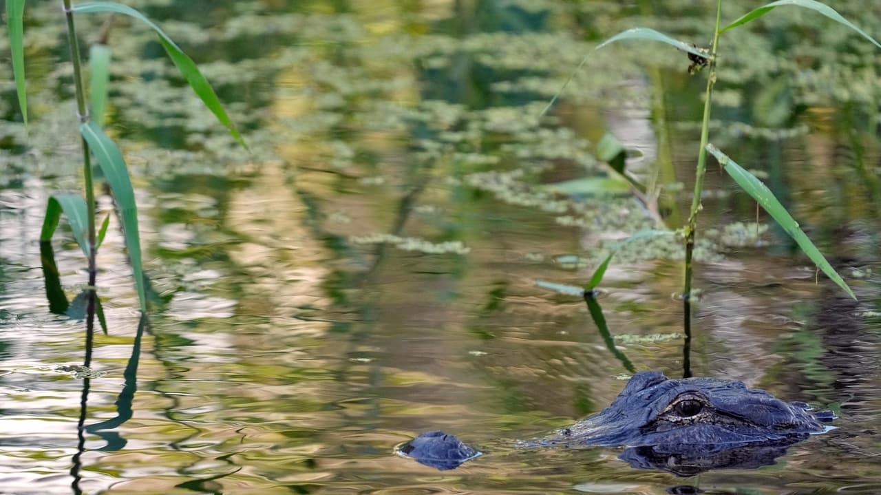 Florida fisherman, 71, killed by alligator