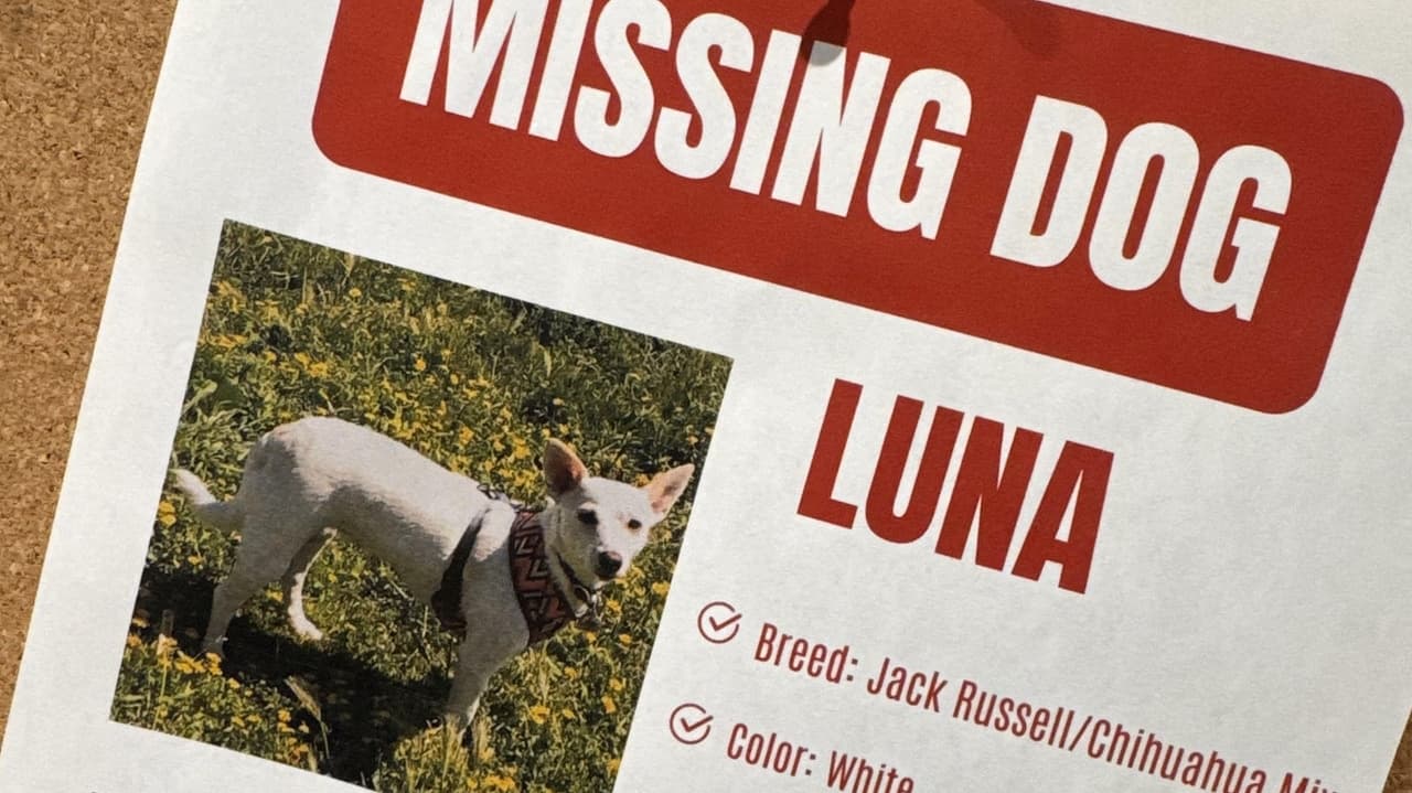 Yellowstone missing pup search intensifies
