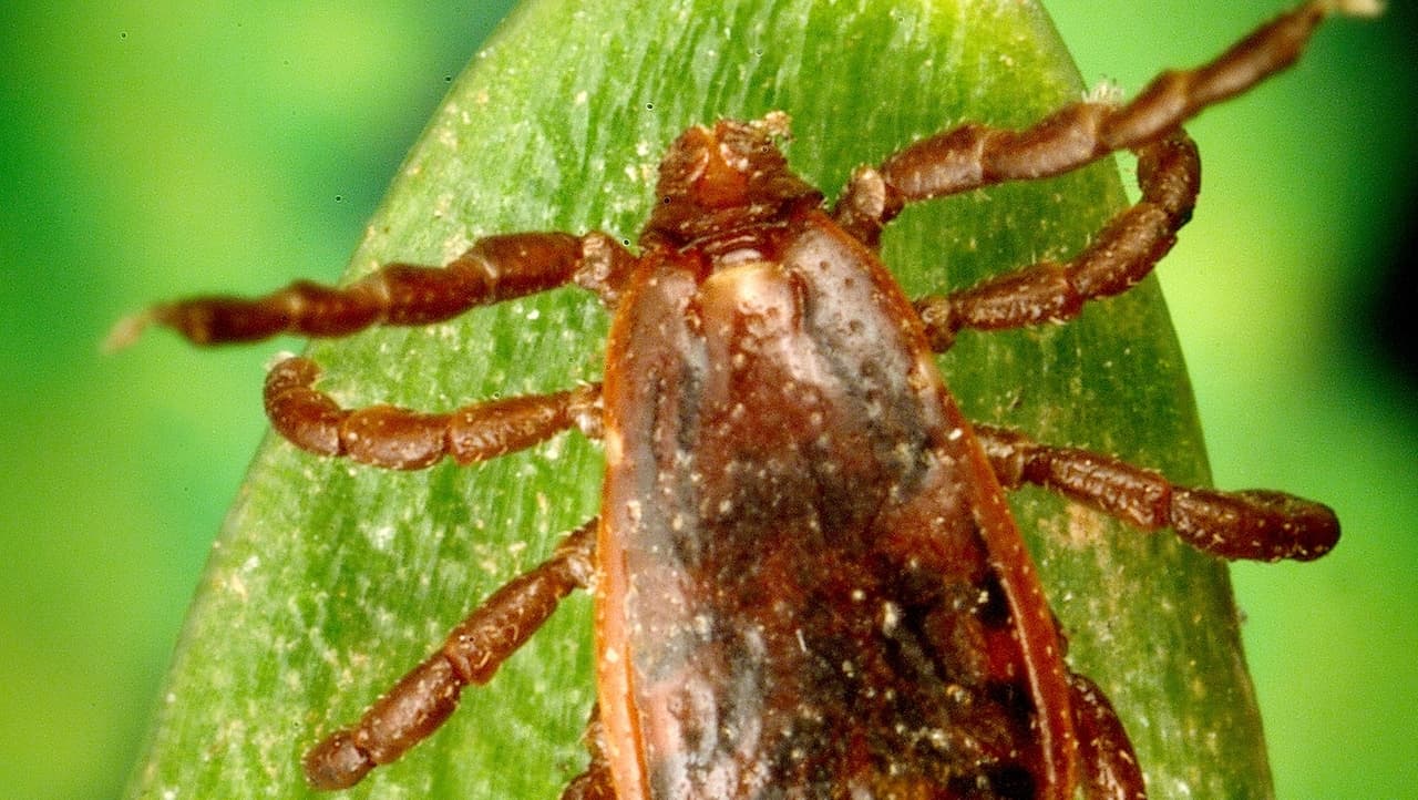Suffolk Issues Rabbit Fever Alert