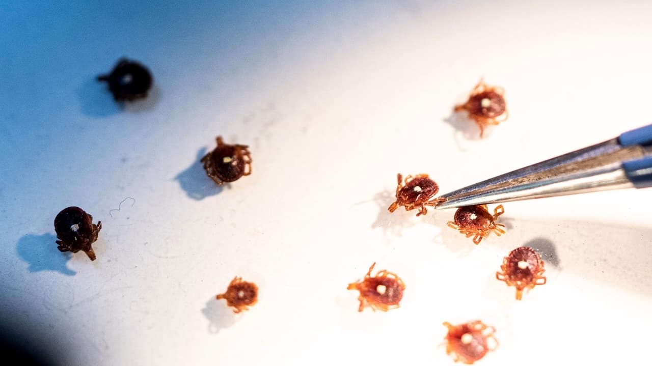 New York monitors alpha-gal cases from tick bites