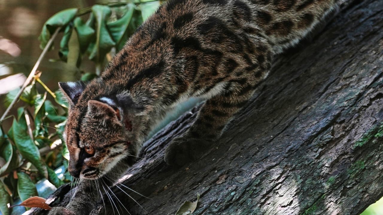 New wild cat species attracts visitors in Bolivia