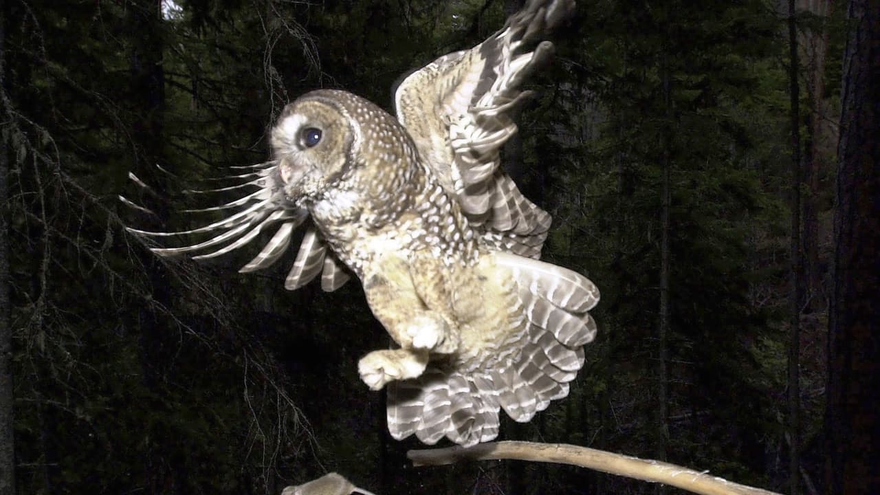 Trump admin permits accidental harm to endangered species