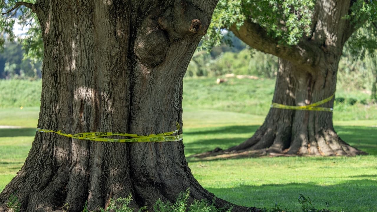 Judge reviews case on Trump golf course plans