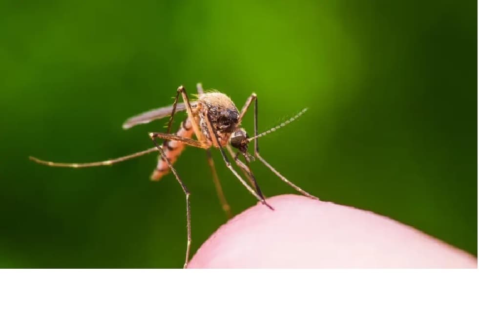 West Nile Fever Outbreak Reaches Tel Aviv