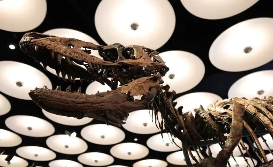 Experts Resolve Algeria Dinosaur Debate
