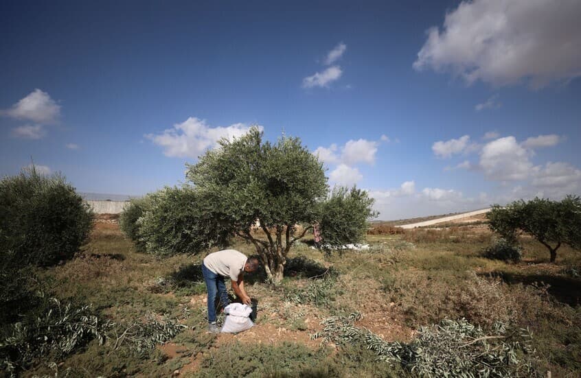 Israel DFs permit olive harvest in Lebanon with Syrian workers