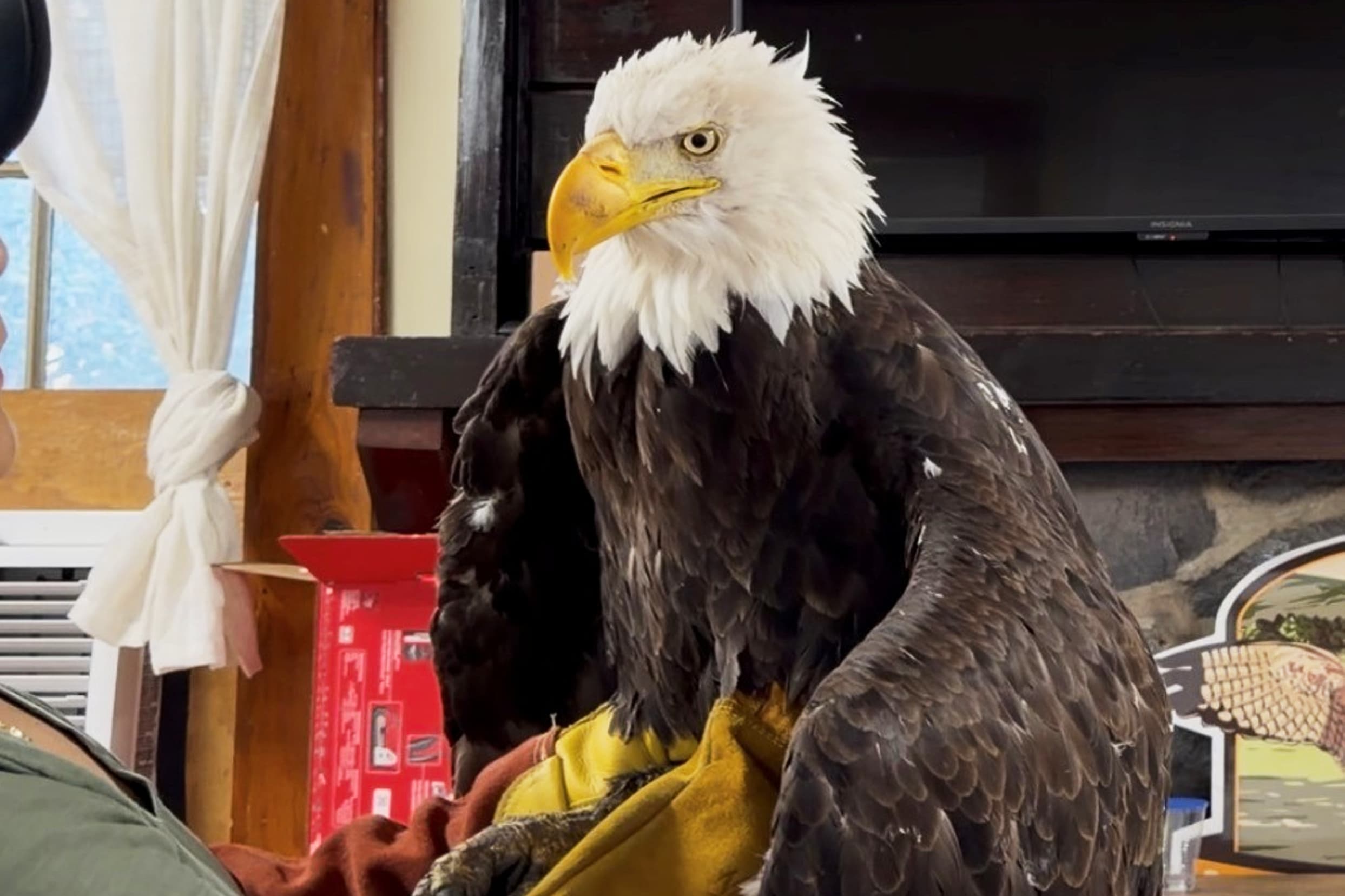 California bald eagle Jackie dies of bird flu