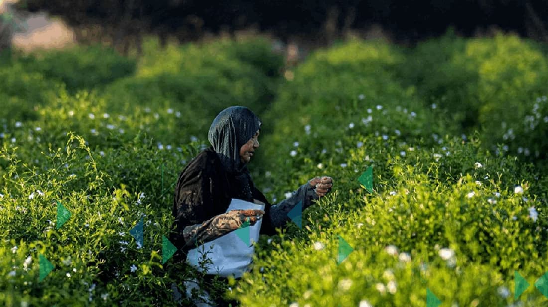French Perfumes Featuring Jasmine Extract and the Scent of Delta Nile Farmers