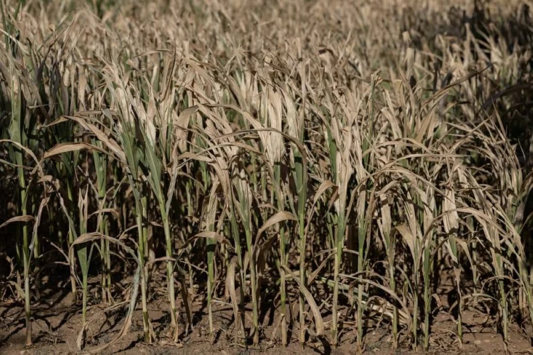 France braces for worst corn harvest since 1980