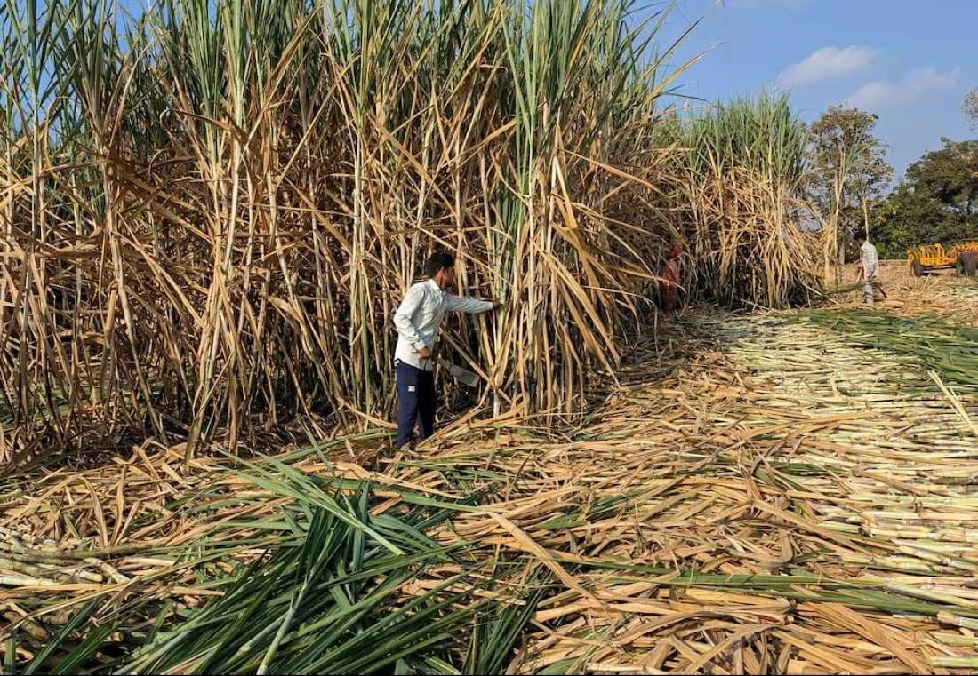 India and La Niña boost sugar prices