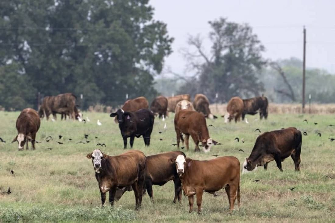 Texas ranchers oppose Trump meat price cuts