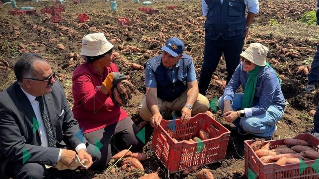 Egyptian women farmers join export market