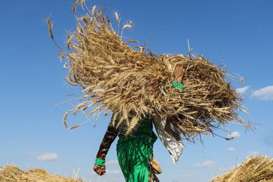 مصر ترفع إنتاج القمح وتقلل الواردات