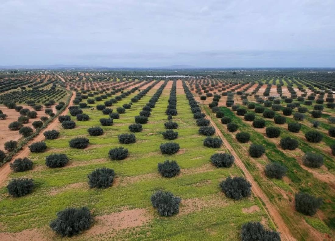 Tunisia olive oil crisis prompts central bank intervention