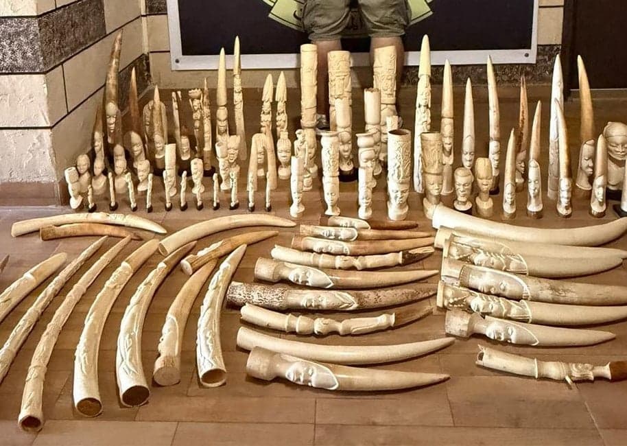 He stole 96 ivory items for sale