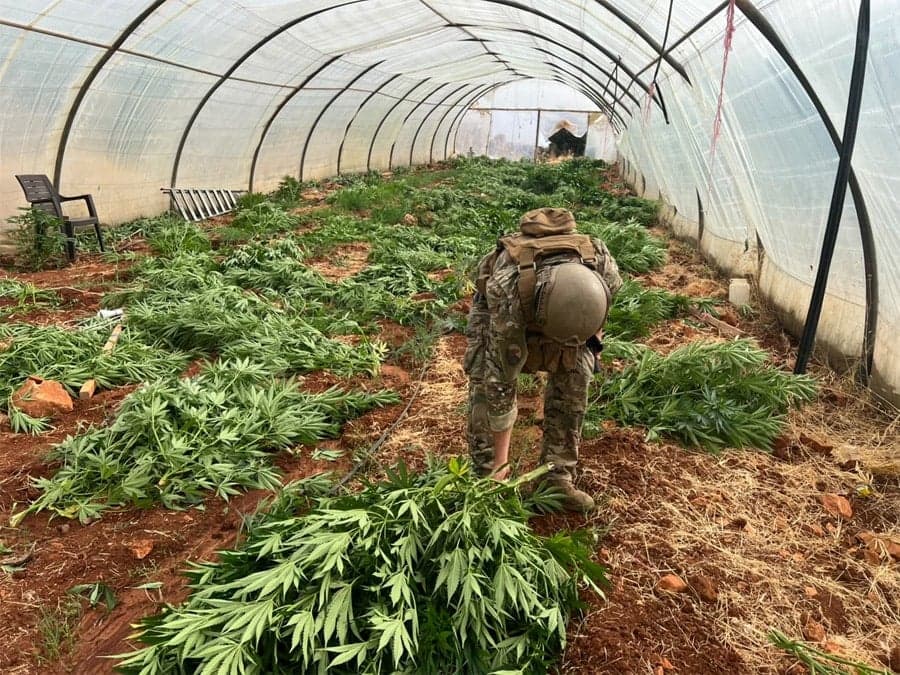 Army Seizes 14 Marijuana Tents