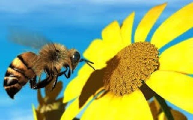 Cause of 30 million bee deaths