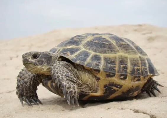 Aldabra giant tortoises' decline