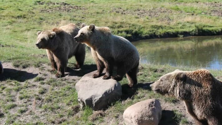 Turkish Villager’s Bear Encounter Sparks Debate