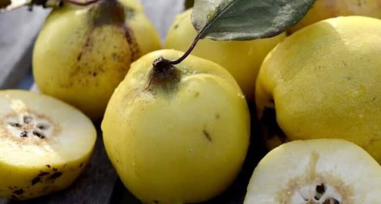 Quince: Autumn’s Healthy Treasure