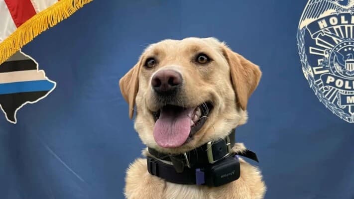 Police dog aids 70-year-old by volcano