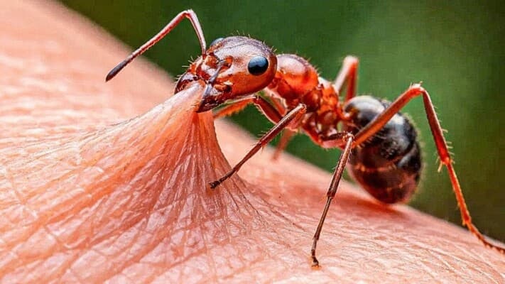 النمل الناري يقتل مسنّة