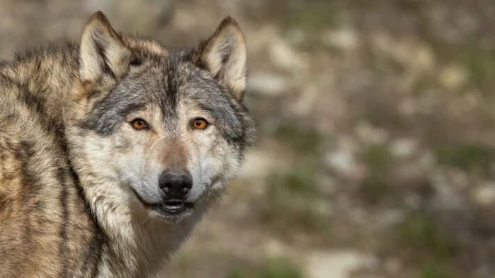 Wolf intrudes on tourist site in Italy