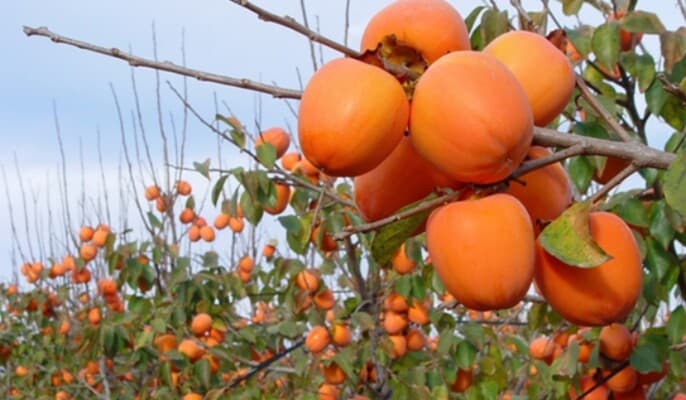 Kaki, the autumn fruit worth eating