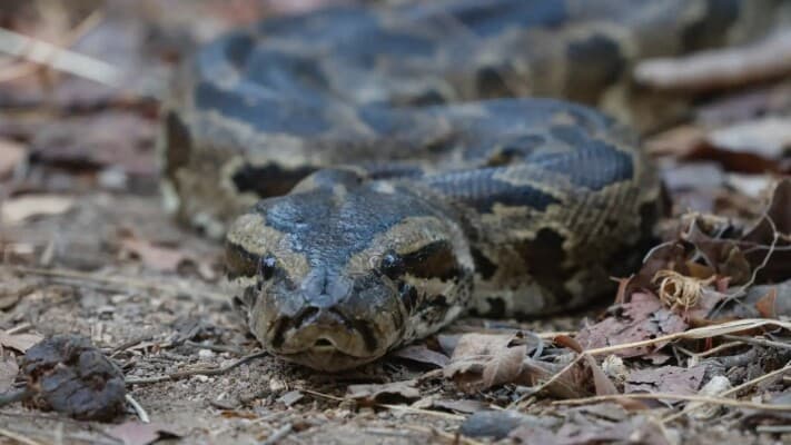 Python wraps around young man