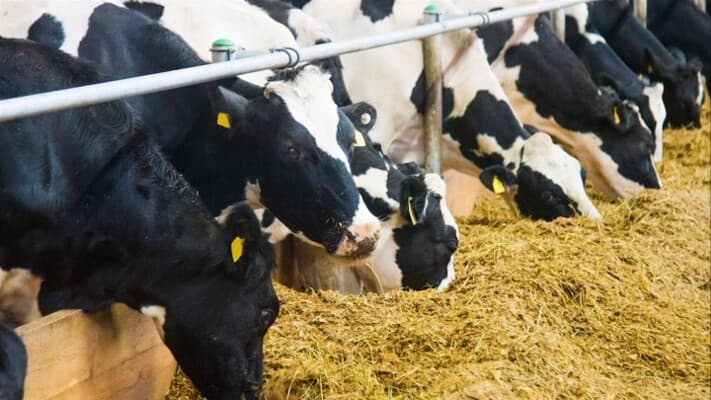 Elderly man eats cattle feed, amazes residents